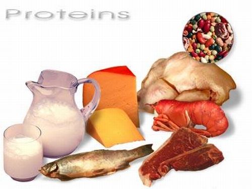 Protein-sources