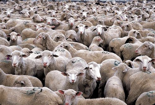 Sheep-Mentality