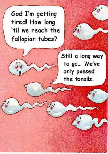 sperm