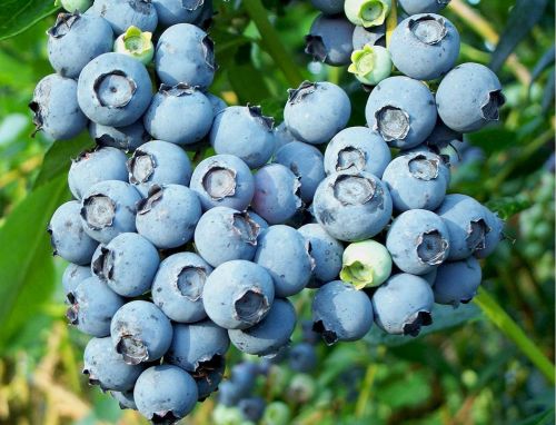 Blueberries